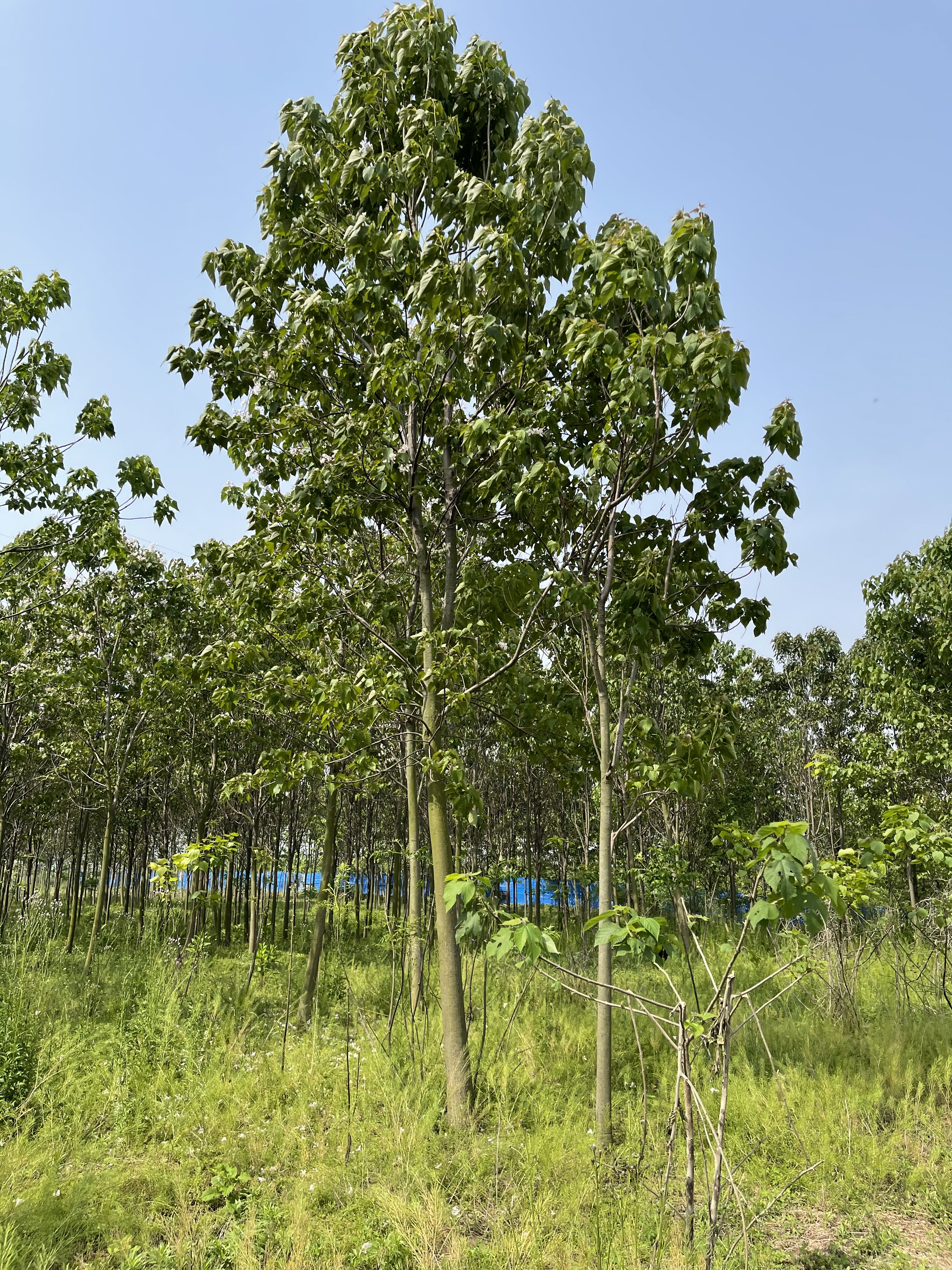 河南楸樹苗基地批發(fā)-供應(yīng)商-出售-價(jià)錢