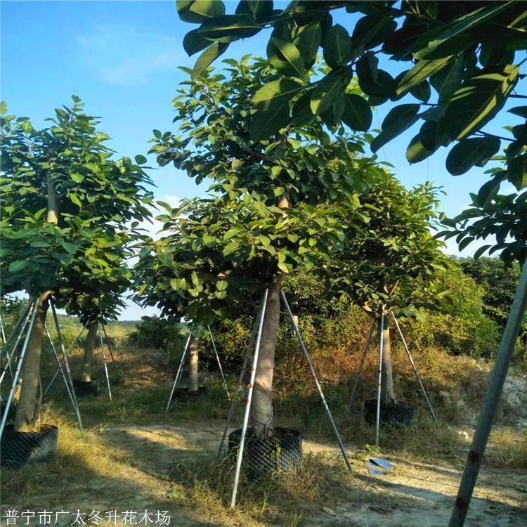 高山榕批發(fā) 高山榕樹(shù)苗 自家苗圃出售 廣東高山榕樹(shù)苗