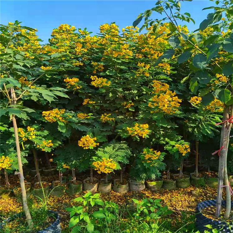 黃花愧 福建黃花槐 找冬升花木場 向全國供貨 廣東黃花愧 廣東黃花愧價格