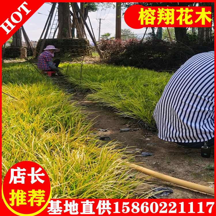 金葉石菖蒲2基地批發(fā)水生植物觀賞草品種規(guī)格齊全