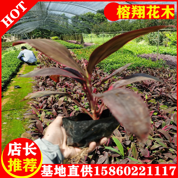 亮葉朱焦1袋苗批發(fā)市政園林工程用苗自家苗木