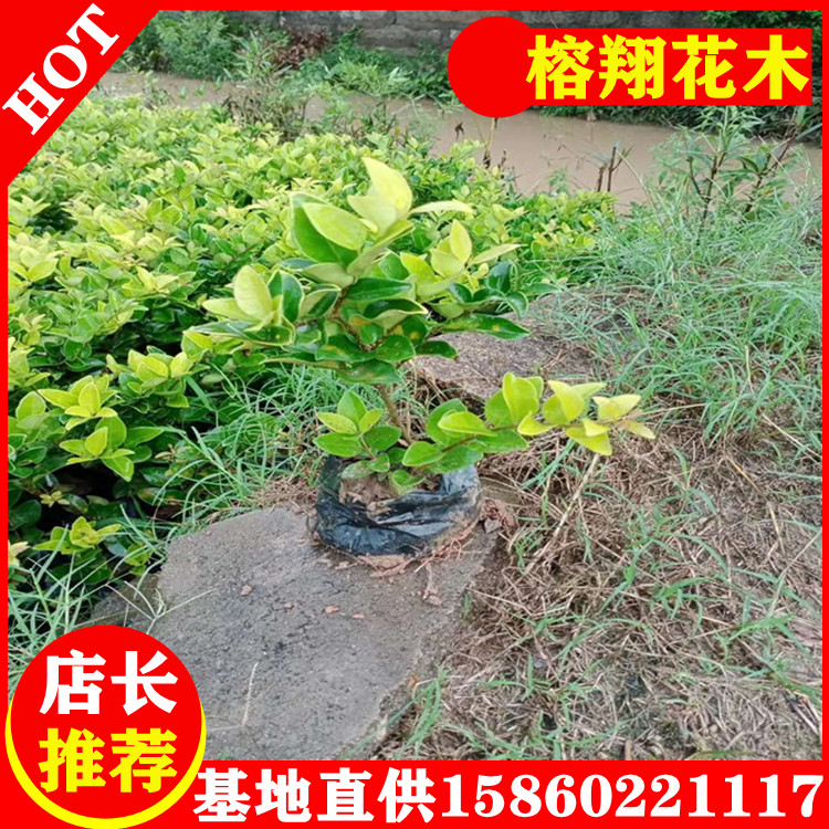 金森女貞苗批發(fā)綠化工程園林苗木批發(fā)易種植成活率高