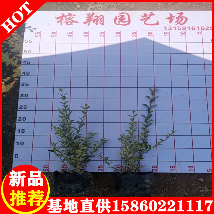 花葉女貞小盆苗大量批發(fā)自家苗圃出售工程綠化苗