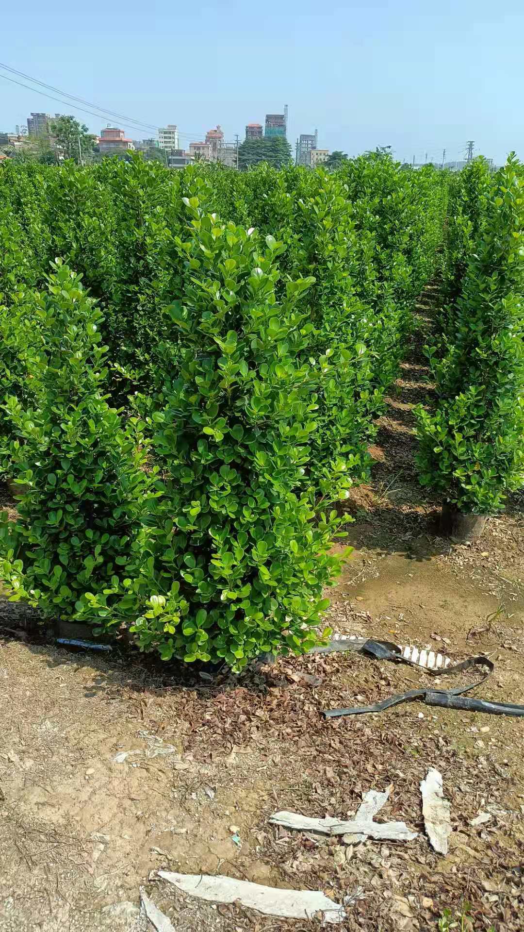 火山榕 火山榕批發(fā) 火山榕供應(yīng) 火山榕基地供應(yīng)