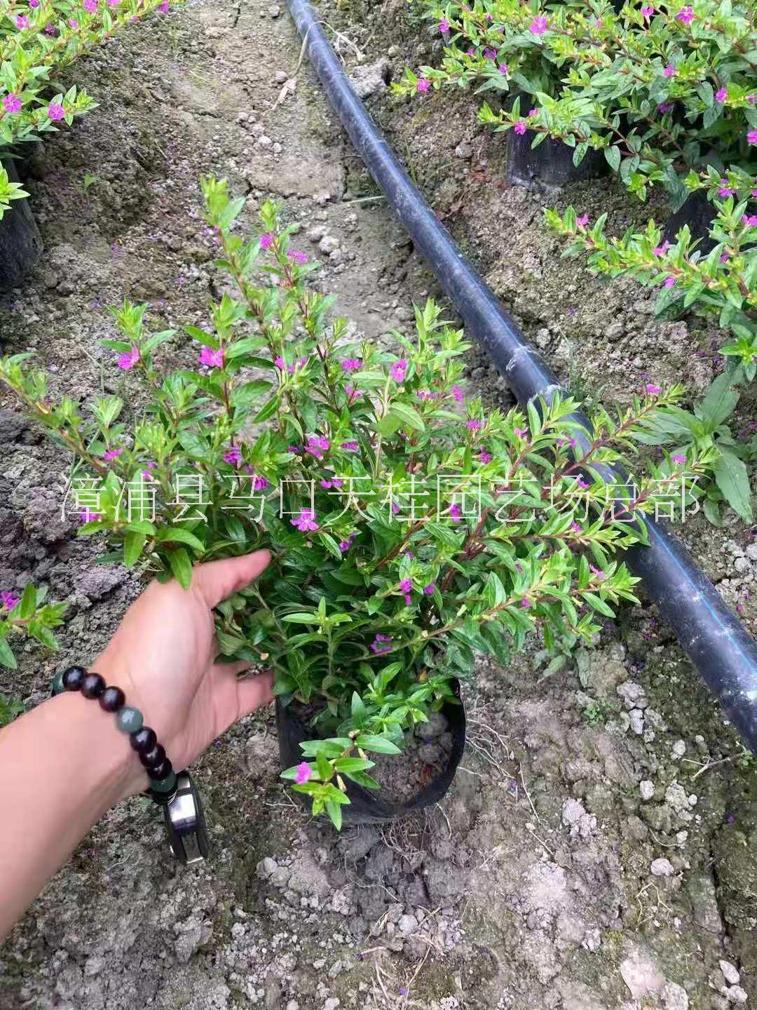 滿天星批發(fā)  滿天星哪家好