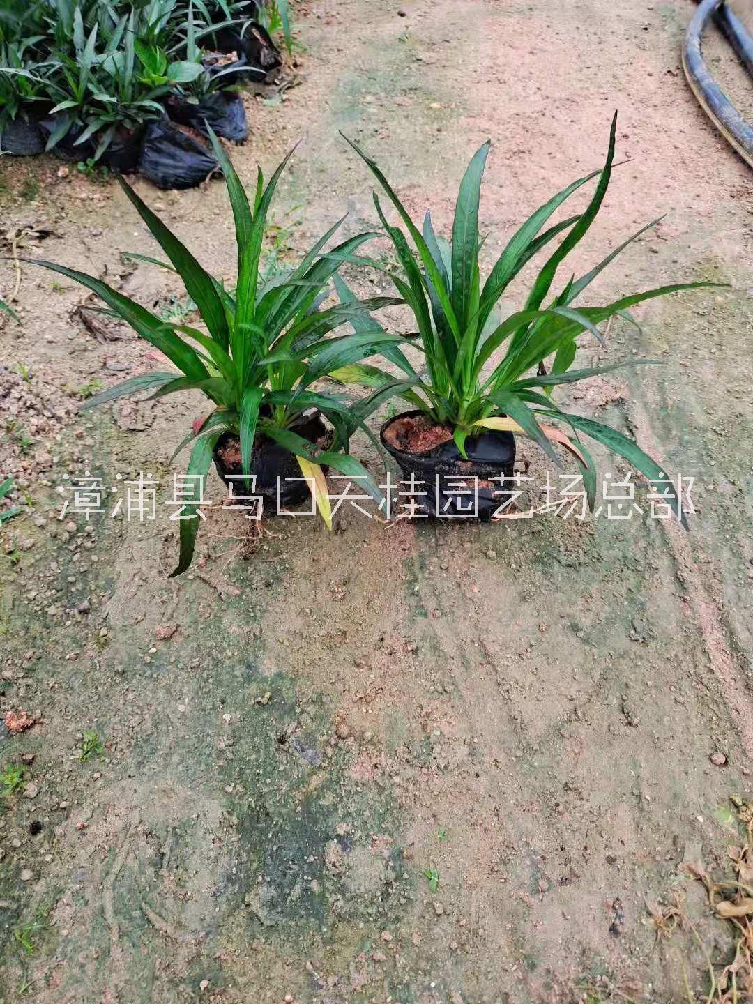 藍(lán)花莉多少錢一株 藍(lán)花莉哪家價(jià)格實(shí)惠