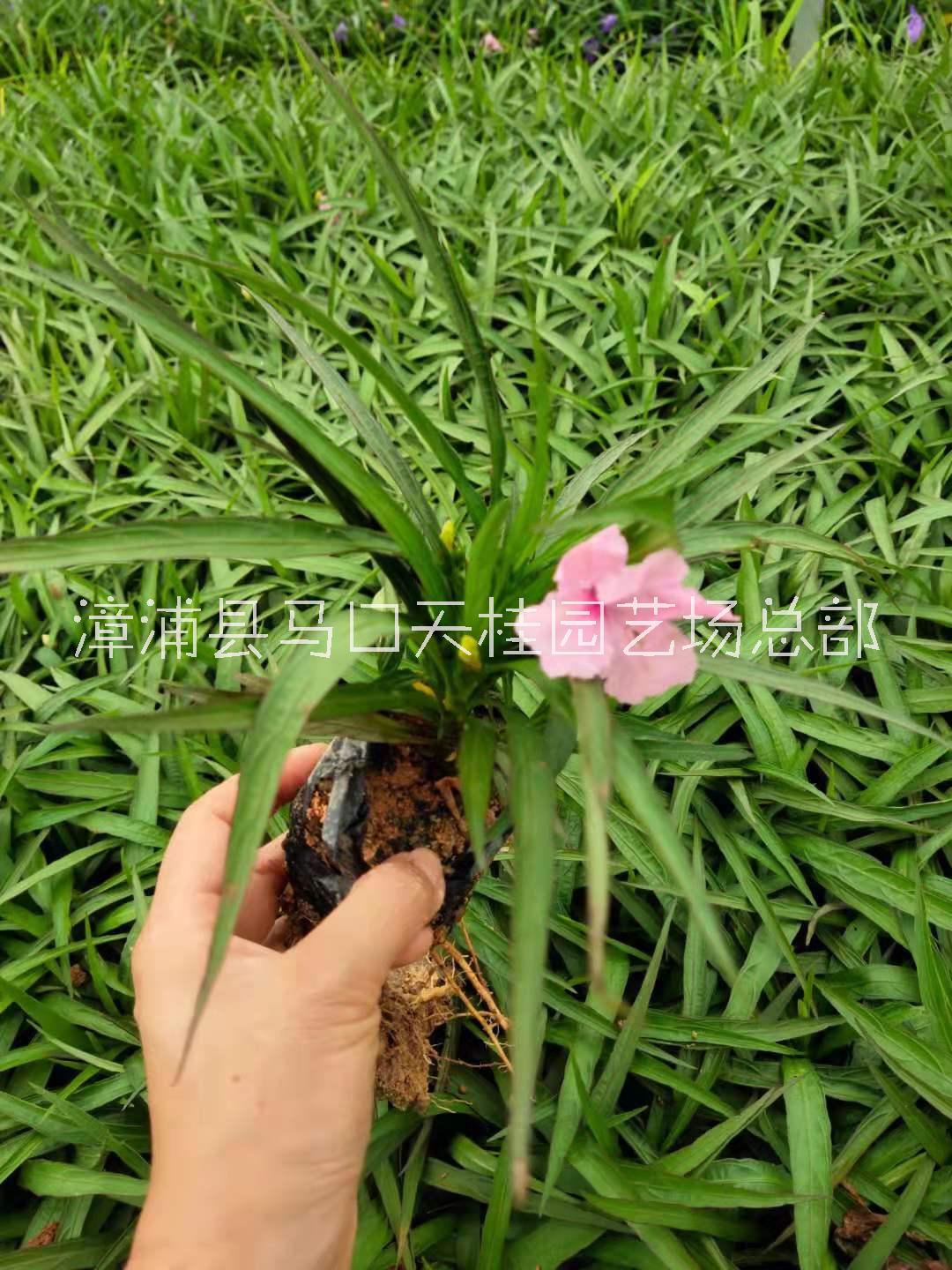 藍(lán)花莉多少錢一株 藍(lán)花莉哪家價(jià)格實(shí)惠