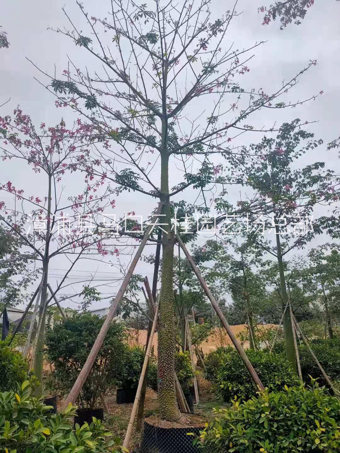 福建大腹木棉基地批發(fā) 美麗異木棉價格 美人樹地苗大腹木棉移栽苗
