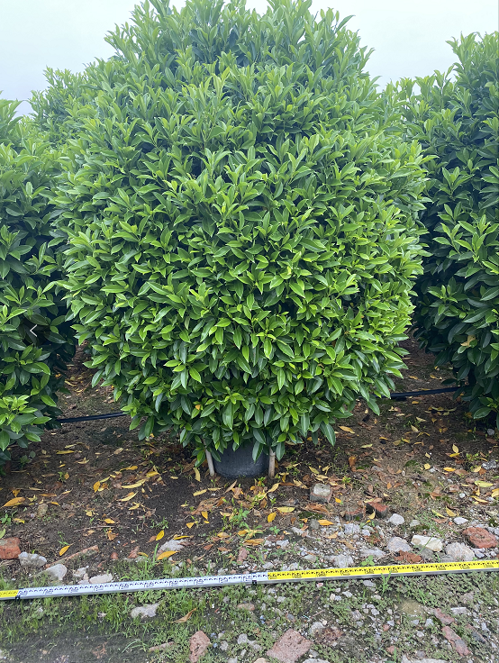 廣東非洲茉莉球2米到2.2米*非洲茉莉球供應(yīng)