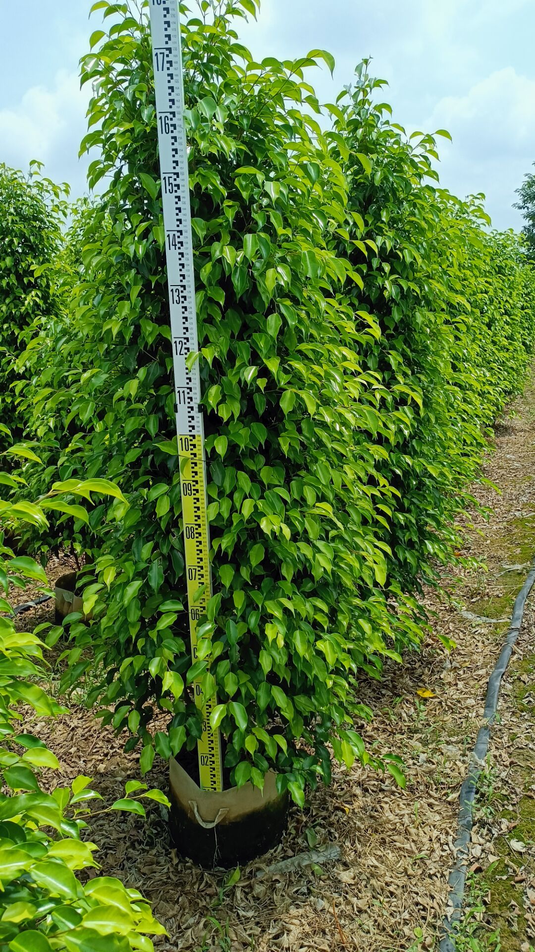 垂榕 垂葉榕 垂葉榕 綠化苗木 綠化苗木批發(fā)