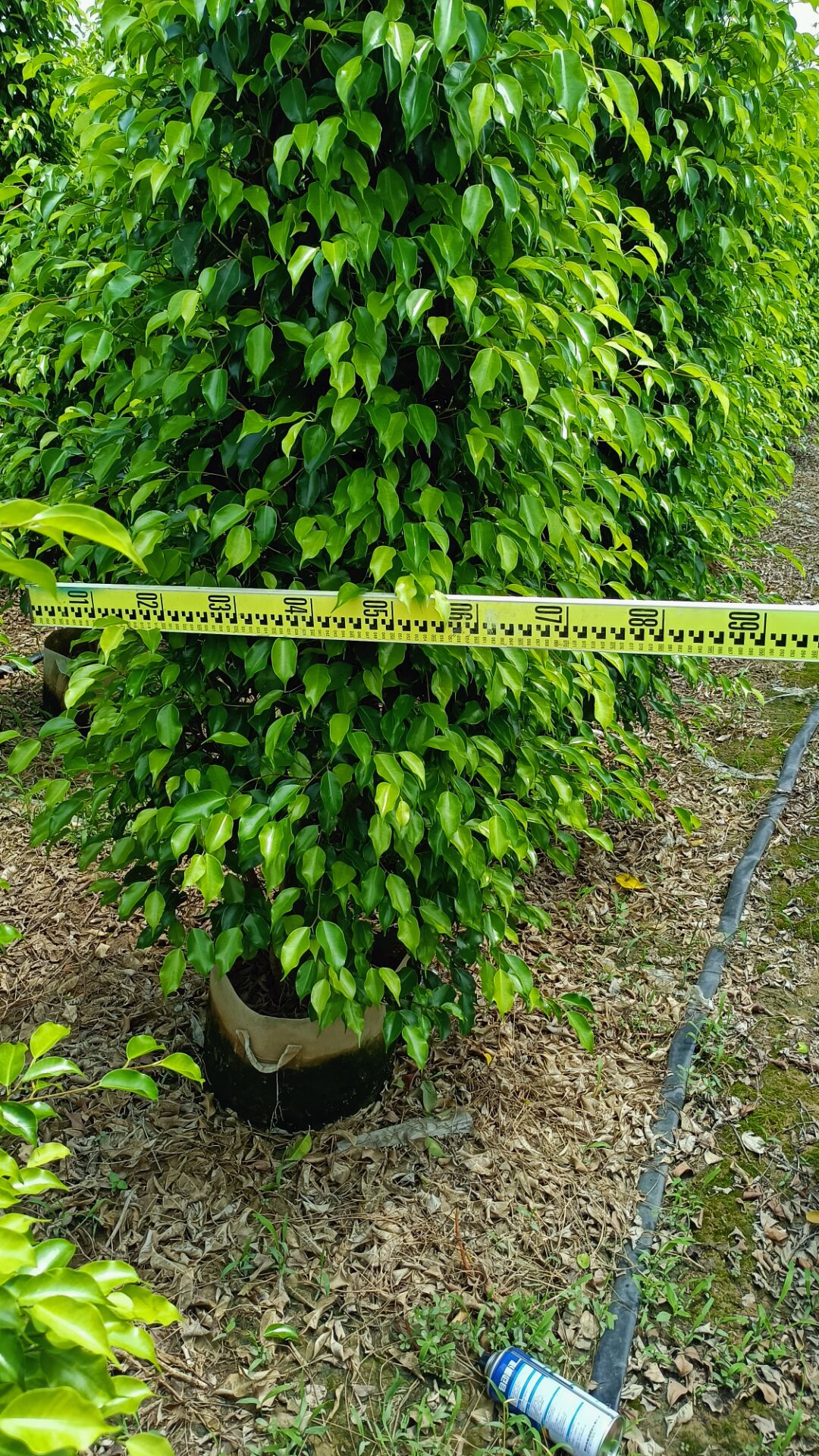 供應(yīng)嚴(yán)馨火山榕 嚴(yán)馨火山榕報(bào)價(jià) 嚴(yán)馨火山榕廠家 綠籬火山榕綠化苗木 嚴(yán)馨園藝火山榕