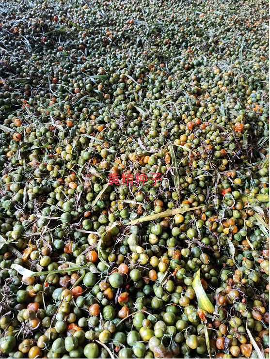 云南黃精種子價(jià)格 黃精種子種植基地