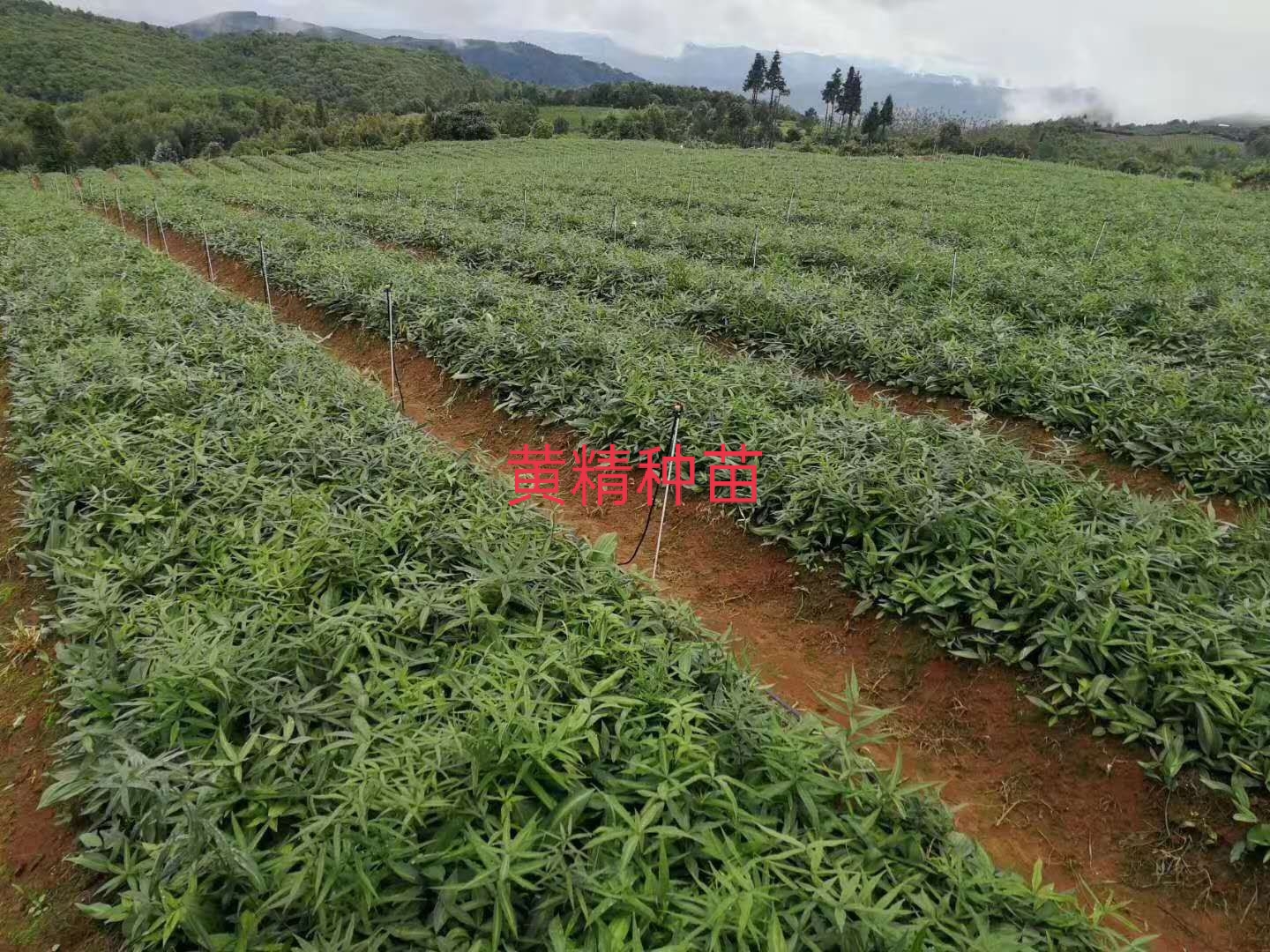 云南省黃精種苗多少錢 黃精種苗行情