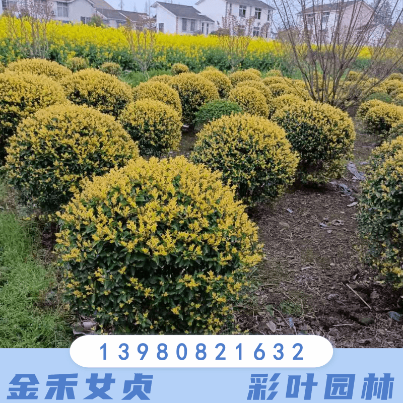 云南金禾女貞批發(fā)電話種植基地供應(yīng)價(jià)格綠化工程綠籬色塊苗