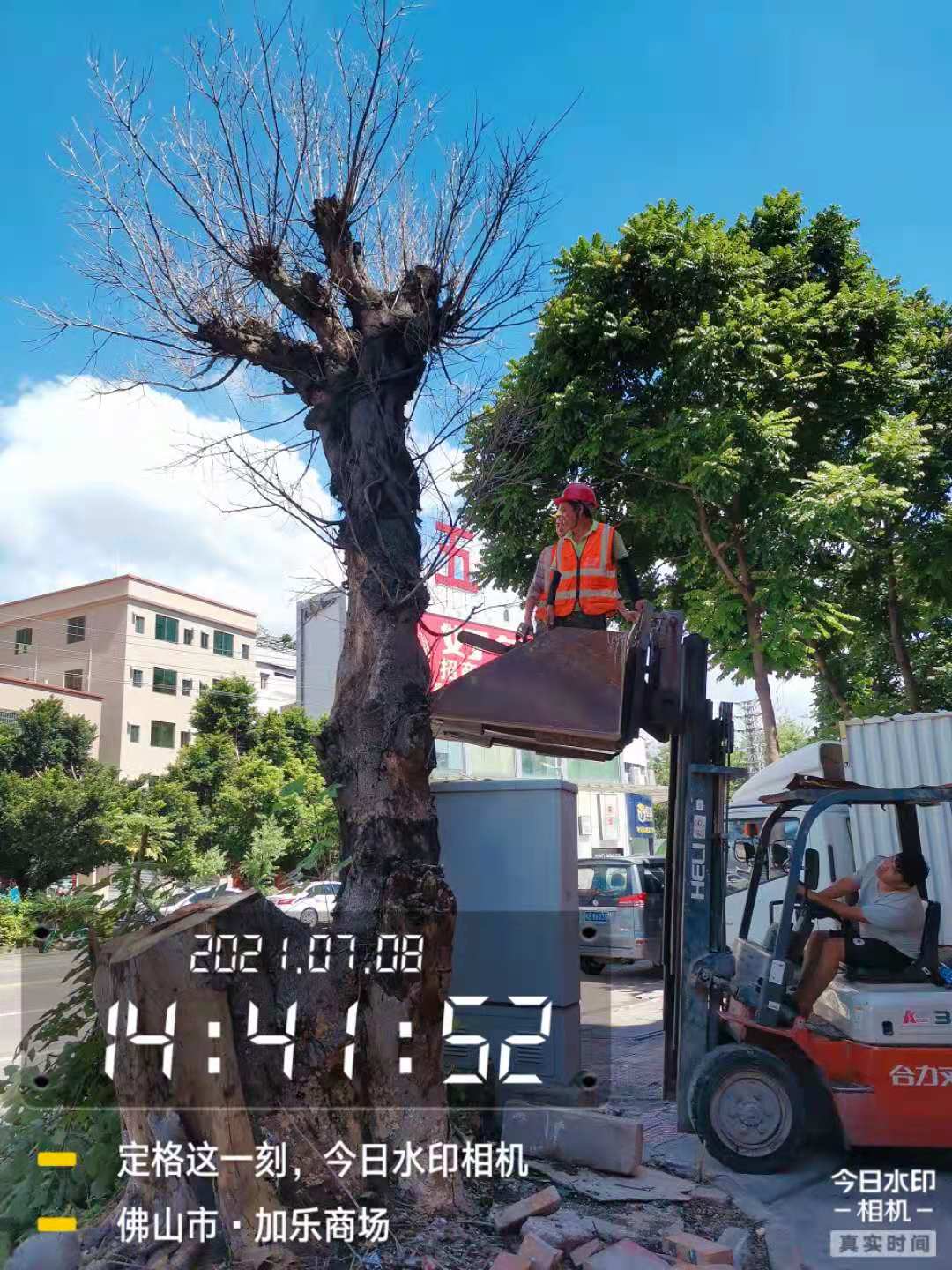 廣州砍樹多少錢  砍樹修剪 砍樹多少錢_方洋園林綠化歡迎咨詢