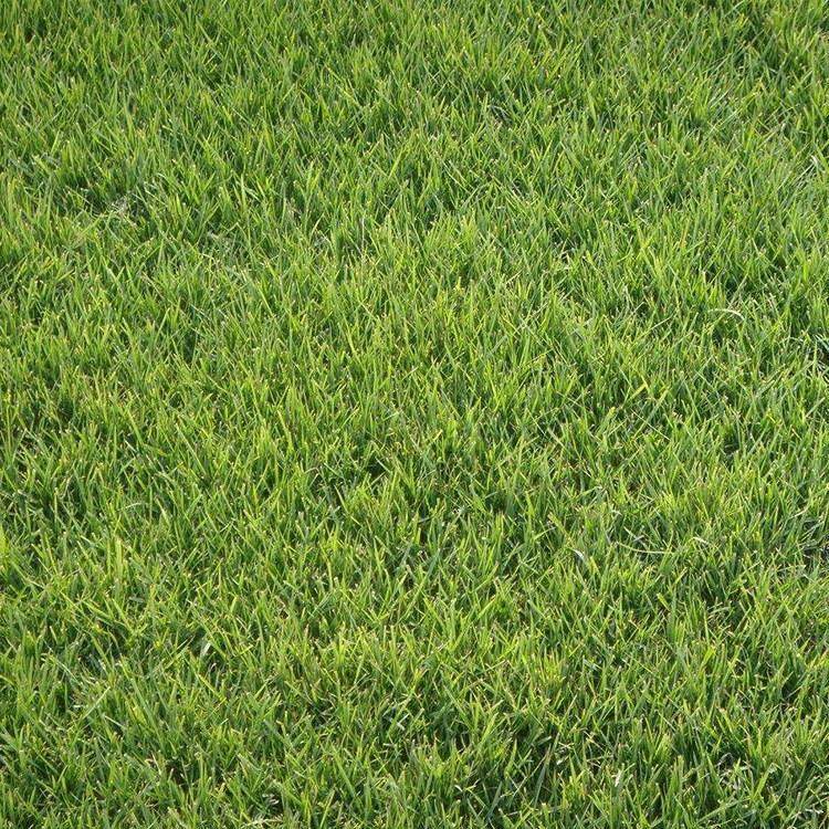 馬尼拉草卷哪里好  馬尼拉草卷多少錢