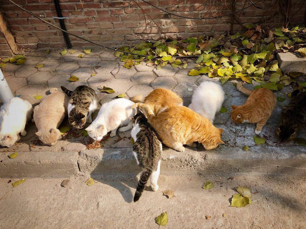 養(yǎng)寵無憂：家養(yǎng)貓該不該絕育