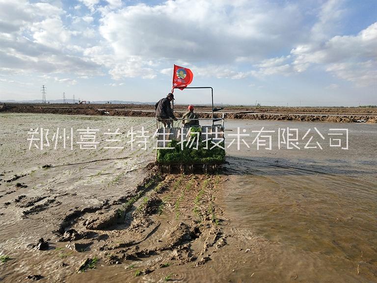 土壤鹽堿地用什么改良|喜蘭特滅鹽堿液大棚鹽堿地*調(diào)理劑*鹽堿活化土壤