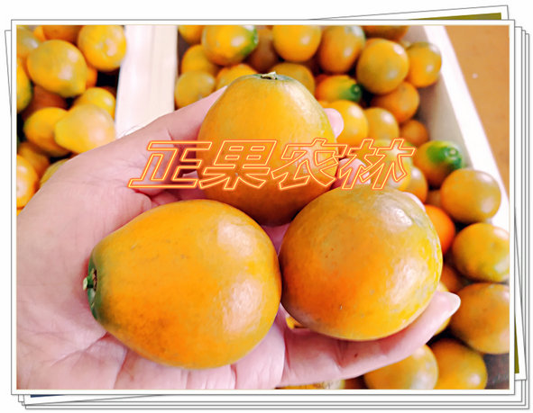 脆蜜金桔苗多少錢一株，種植效益好不好