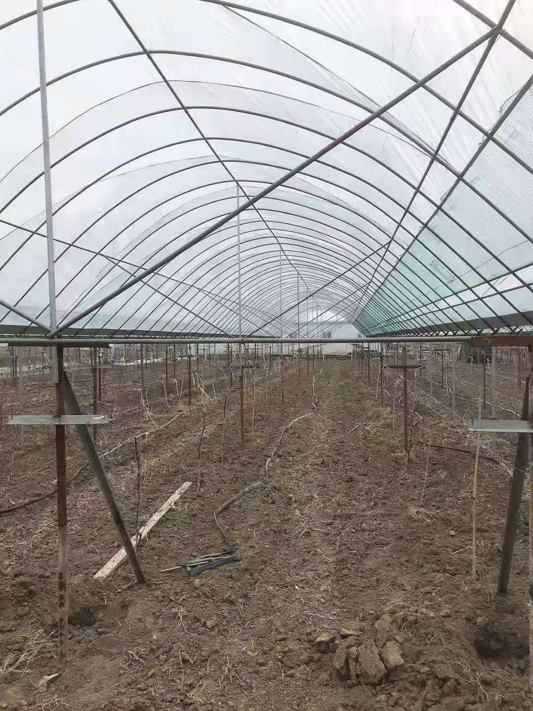 溫室大棚，水果大棚 蔬菜大棚  種植 養(yǎng)殖大棚加工定制