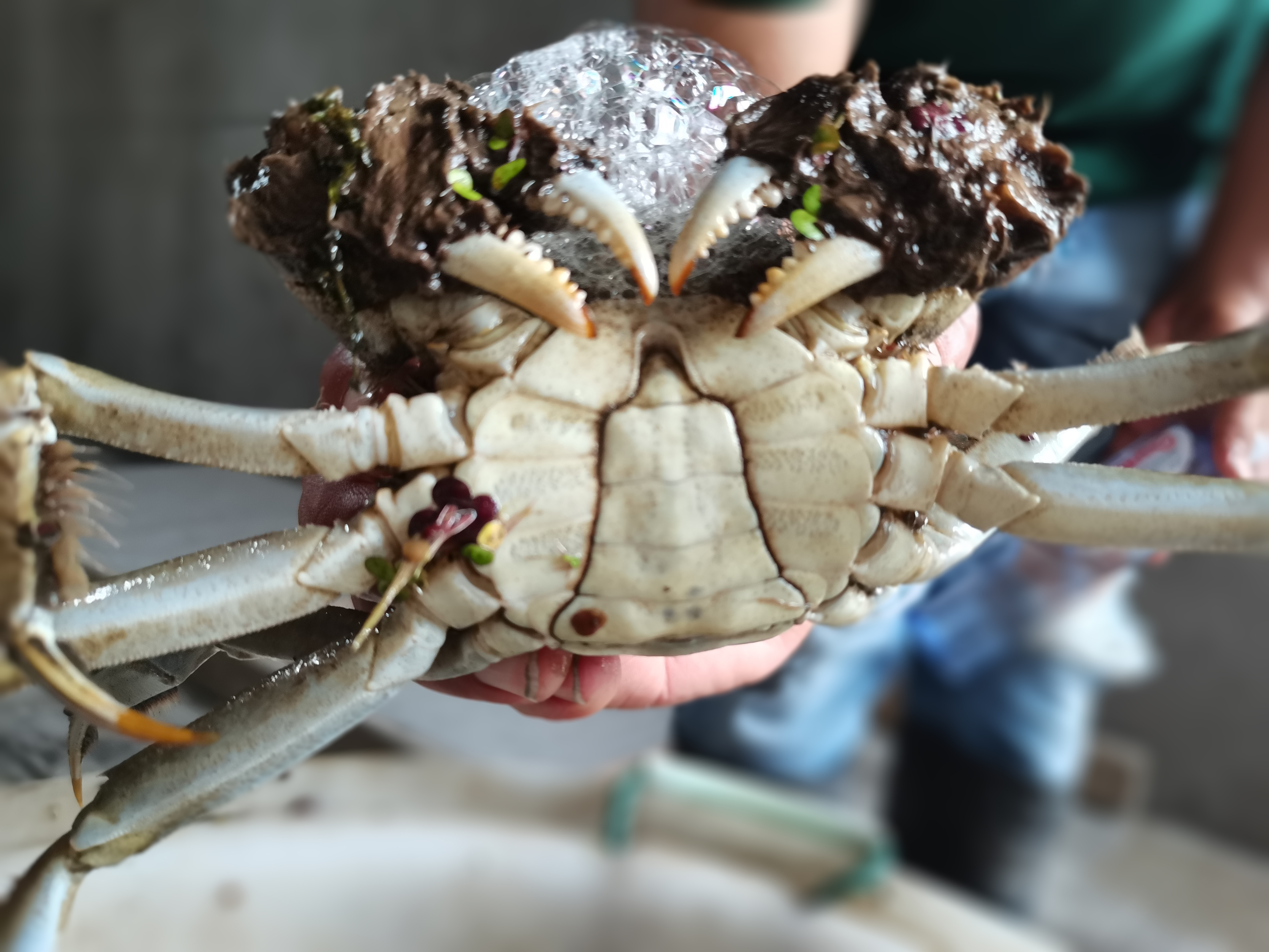 江蘇好潤紅3698型大閘蟹 大閘蟹卡券 中秋禮品卡禮盒定制團購【江蘇好潤生物產業(yè)集團股份有限公司】