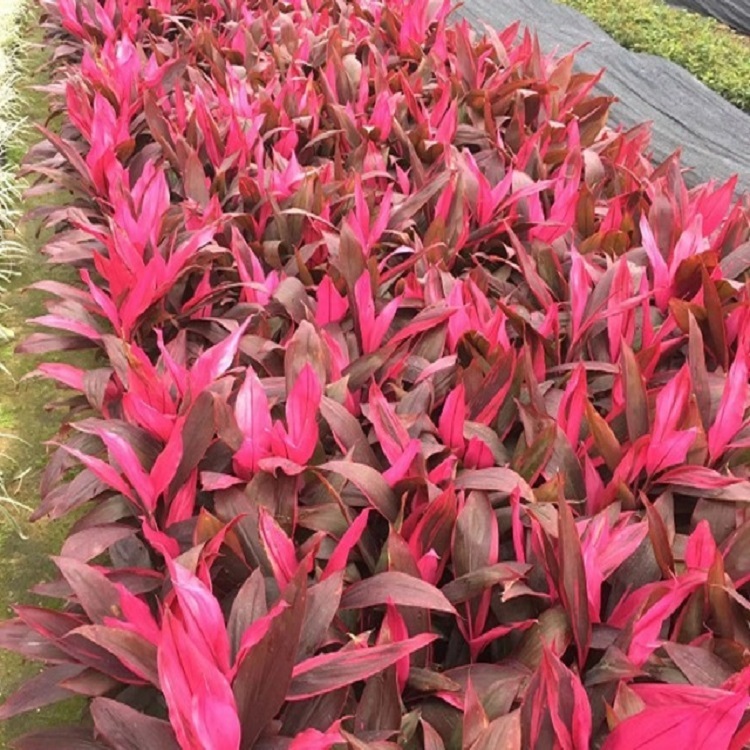 亮葉朱蕉1產地直批福建種植25-30規(guī)格齊全