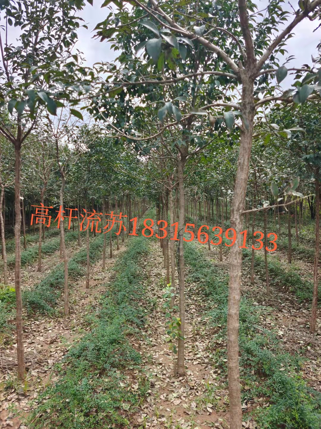 臨沂羅莊茂藍(lán)經(jīng)營部——供應(yīng)皂角樹、