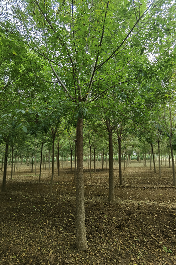 長期供應(yīng)白蠟苗  綠化白蠟 喬木白蠟 速生白蠟 白蠟種植基地-供應(yīng)商-批發(fā)-偉騰苗木種植