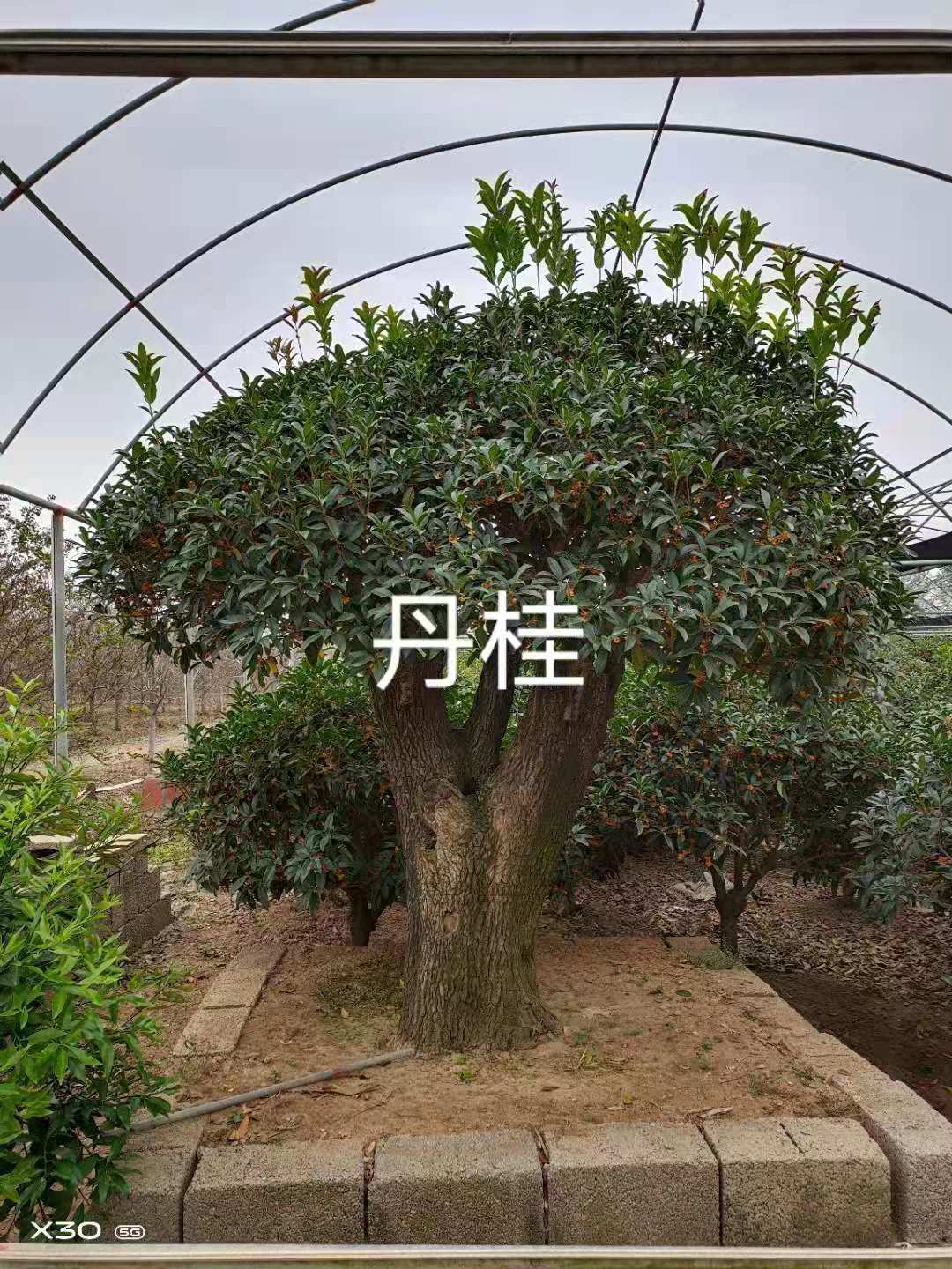 臨沂經(jīng)濟(jì)技術(shù)開(kāi)發(fā)區(qū)梅開(kāi)花卉種植合作社——供應(yīng)垂絲海棠、紅寶石海棠、絢麗海棠、木瓜海棠、西府海棠、北方桂花、金桂、銀桂、