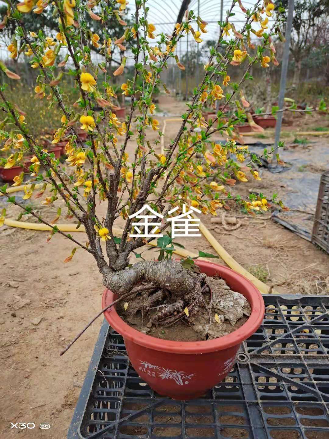 臨沂經(jīng)濟(jì)技術(shù)開(kāi)發(fā)區(qū)梅開(kāi)花卉種植合作社——供應(yīng)垂絲海棠、紅寶石海棠、絢麗海棠、木瓜海棠、西府海棠、北方桂花、金桂、銀桂、