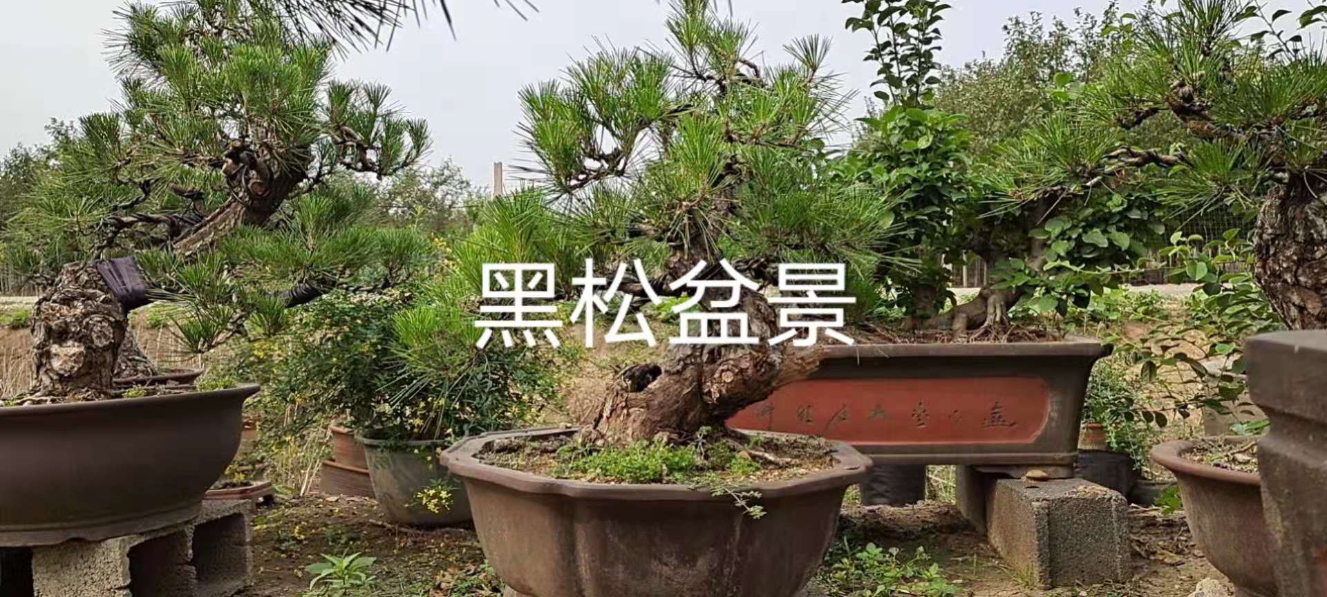 臨沂經(jīng)濟(jì)技術(shù)開(kāi)發(fā)區(qū)梅開(kāi)花卉種植合作社——供應(yīng)垂絲海棠、紅寶石海棠、絢麗海棠、木瓜海棠、西府海棠、北方桂花、金桂、銀桂、