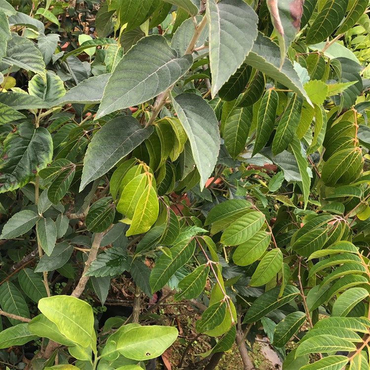 茂名批發(fā)甜紅子山楂苗價(jià)格_大果山楂樹苗種植基地