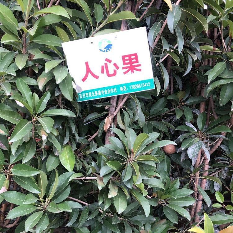 茂名大量批發(fā)人心果樹苗基地_特大果軟枝人心果樹苗價(jià)格