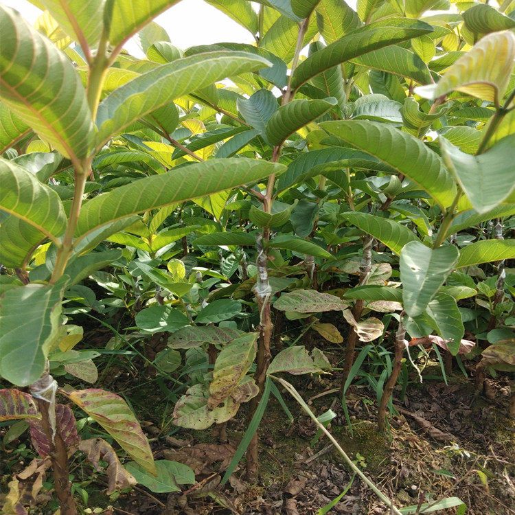 茂名大量批發(fā)四季珍珠番石榴苗基地_臺灣珍珠芭樂苗出售價格