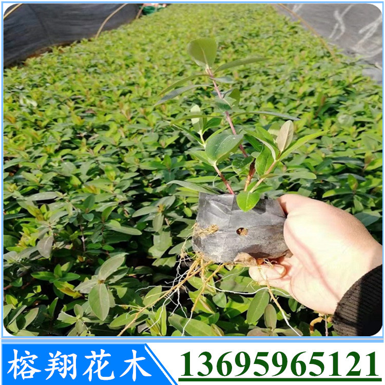 金絲桃袋苗批發(fā)福建產(chǎn)地大量供應(yīng)大小中杯苗均有15-45cm
