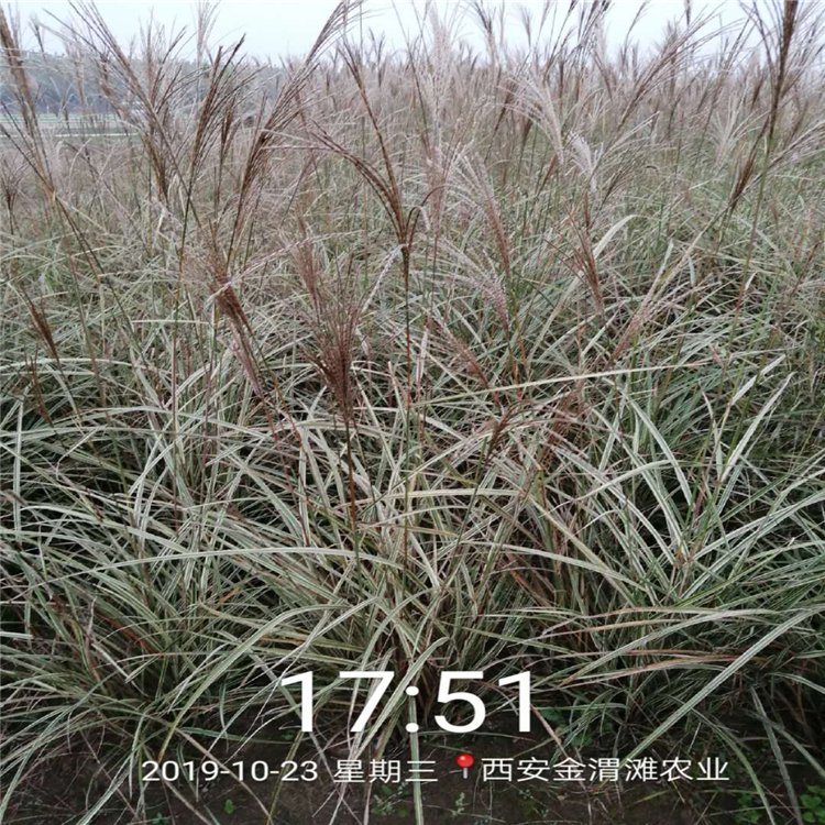 河南大量批發(fā)粉黛亂子草基地_藍(lán)羊茅 觀賞草銷售價(jià)格