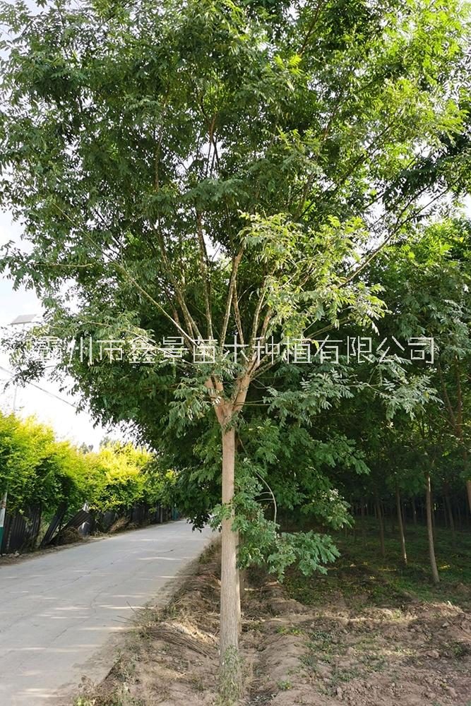 供應胸徑10-20cm國槐
