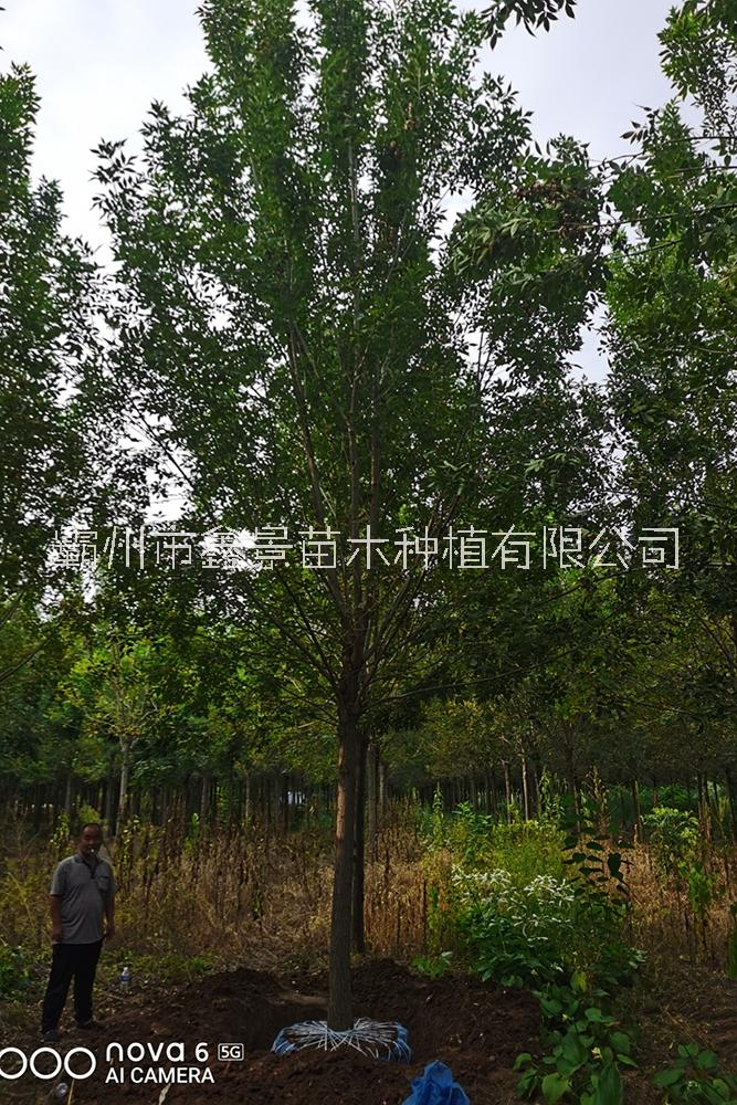 供應胸徑8-18cm 白蠟