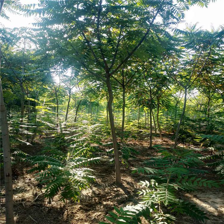 出售各種規(guī)格 火炬樹 優(yōu)惠量大詳談