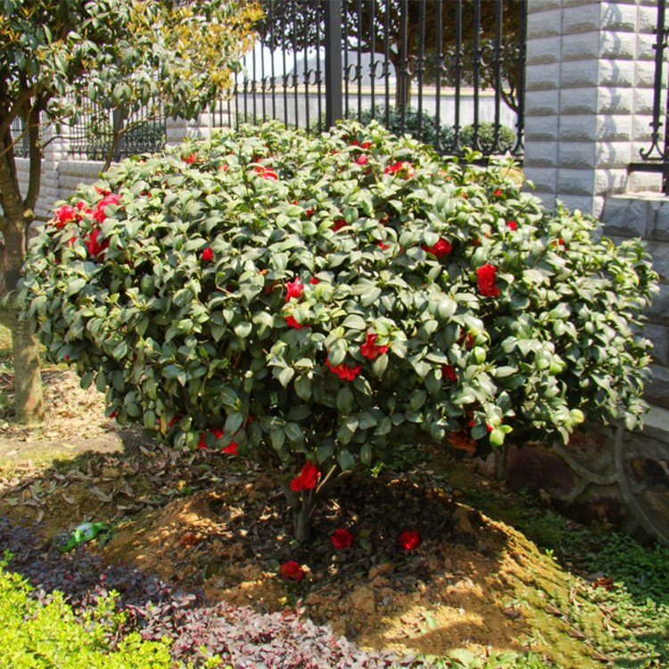 山茶花批發(fā) 苗木基地直銷茶花