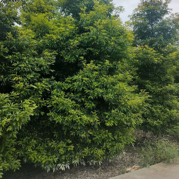金絲楠木 產(chǎn)地貨源直銷 【荔浦振豐園藝】金絲楠木樹(shù)苗種植基地 香楠木樹(shù)