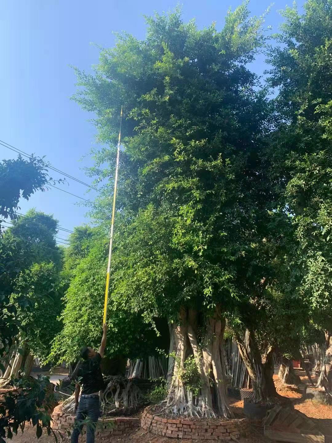 福建供應(yīng)80-1.5米小葉榕 小葉榕景觀綠化樹批發(fā)價(jià)格