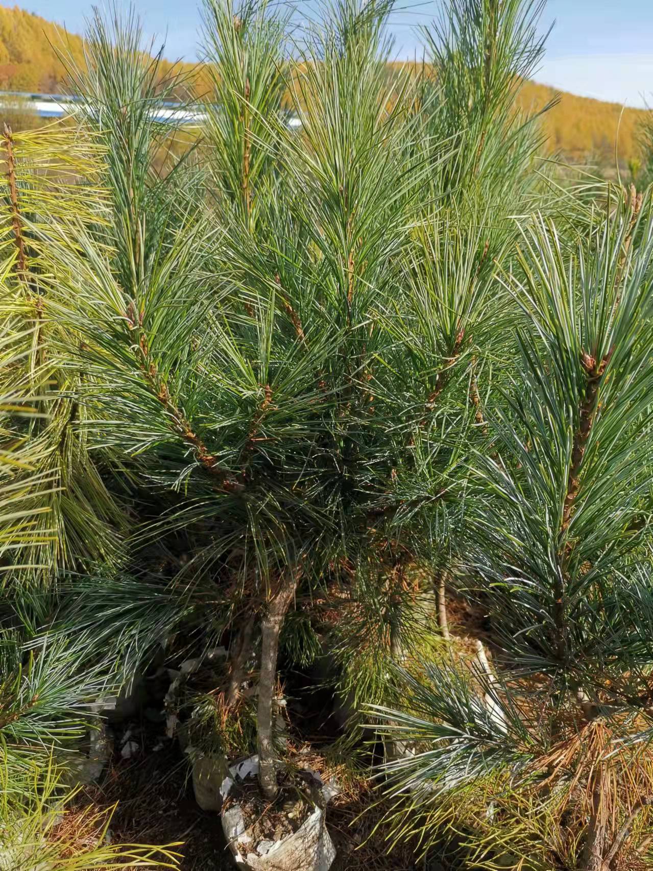 遼寧鳳城42cm紅松嫁接苗銷售價(jià)格基地直銷 傳授種植技術(shù)