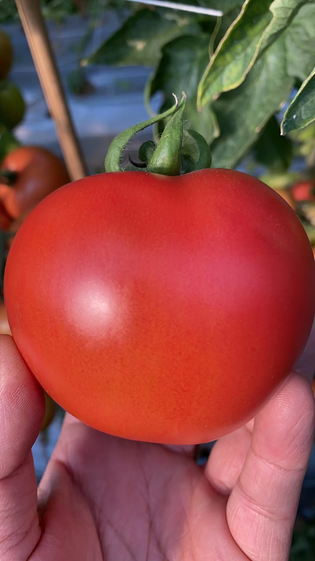 山東青島澤粉番茄種子批發(fā)公司銷售價格 澤粉種子 惠澤-澤粉種子