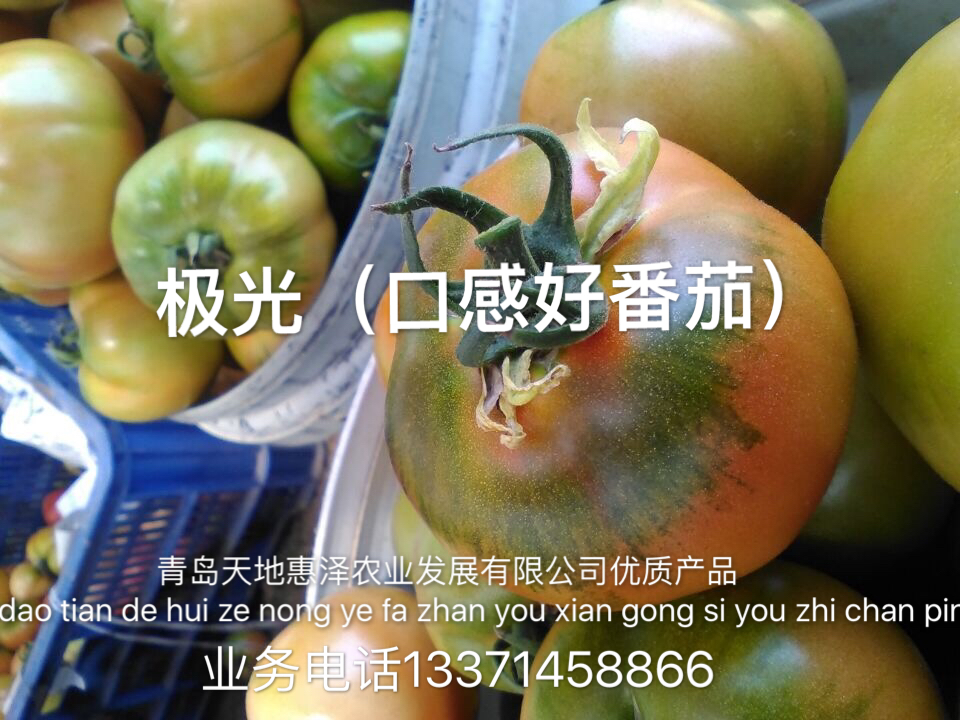 山東青島極光（口感番茄）番茄種子批發(fā)公司銷(xiāo)售價(jià)格 極光（口感番茄）種子 惠澤-極光（口感番茄）種子