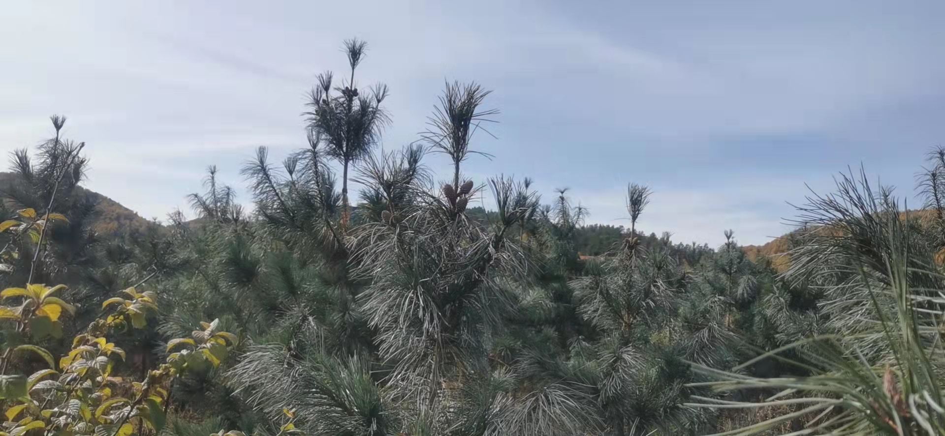 遼寧撫順38cm紅松嫁接苗銷售價格基地直銷 傳授種植技術