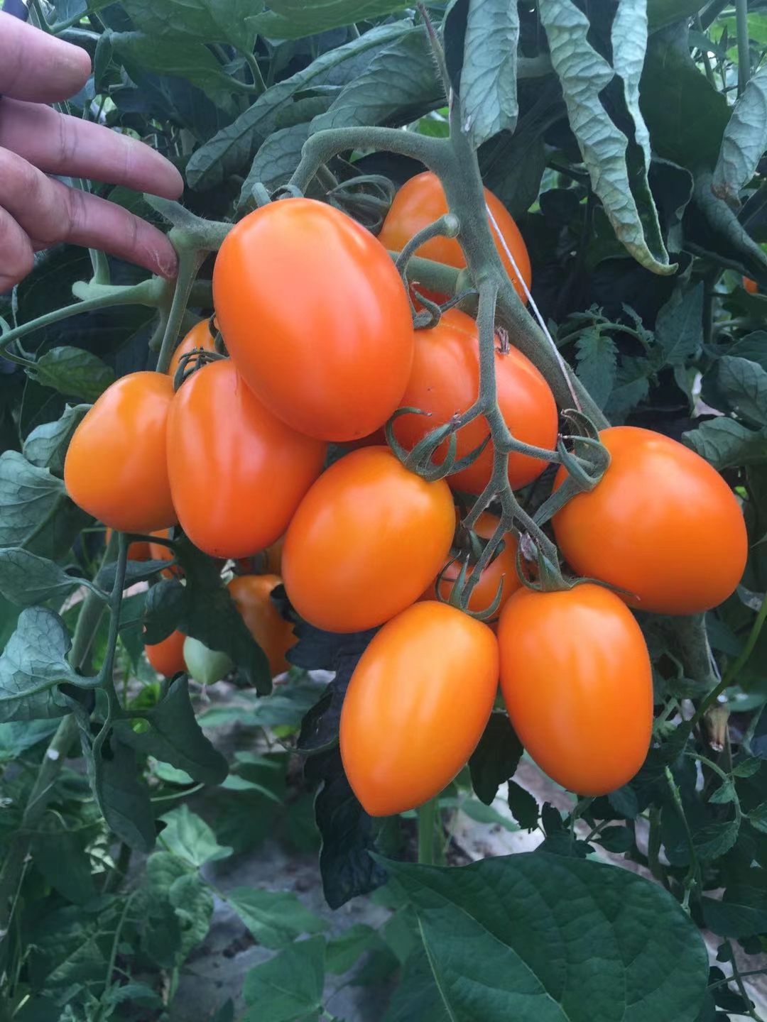 山東青島黃羅曼番茄種子批發(fā)公司銷售價格 黃羅曼種子