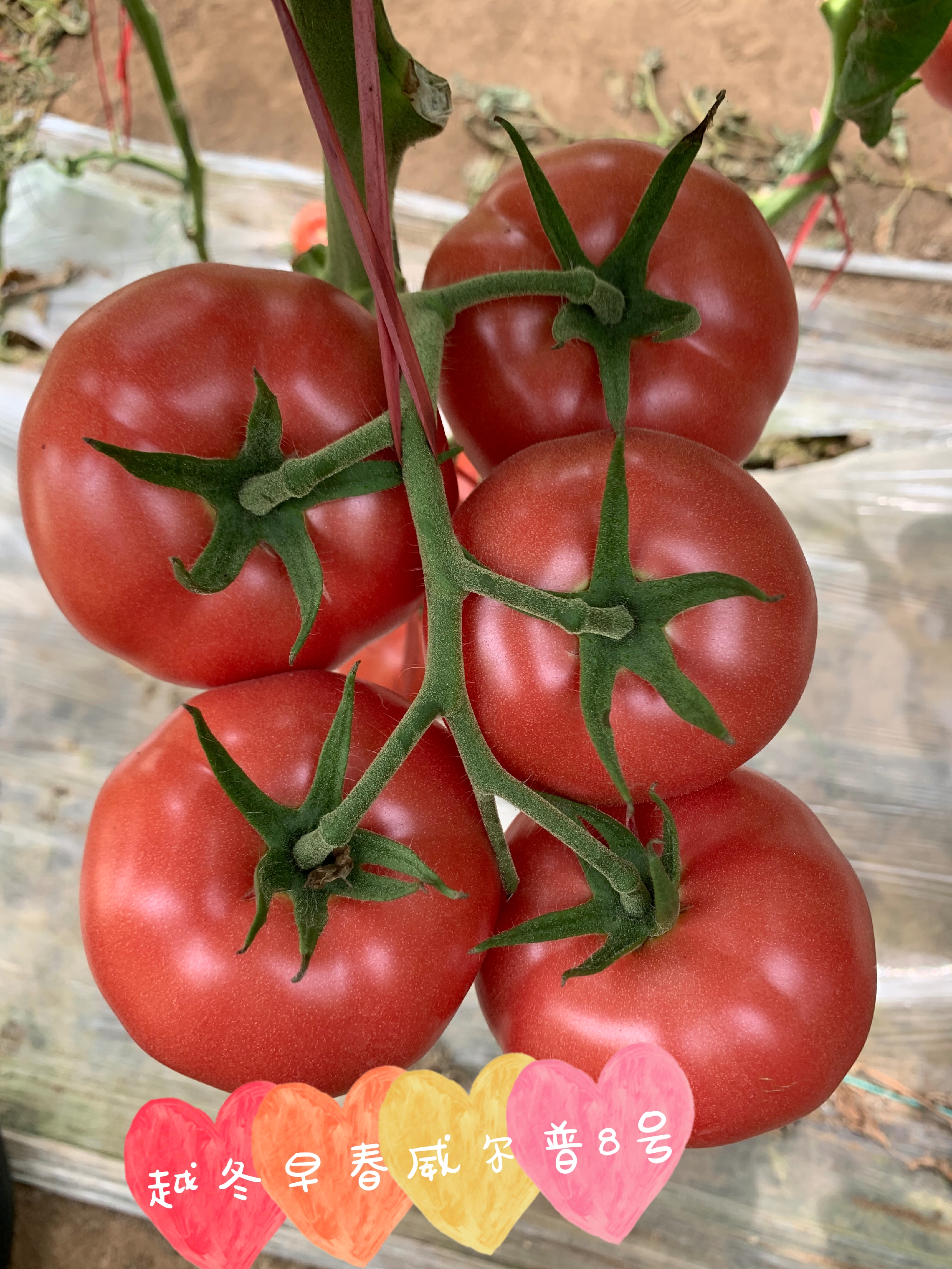 山東青島威爾普8號(hào)番茄種子批發(fā)公司銷(xiāo)售價(jià)格 威爾普8號(hào)種子 惠澤-威爾普8號(hào)種子