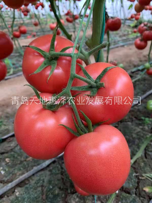 山東青島惠澤1905番茄種子銷售批發(fā)價格 青島天地惠澤-1905番茄種子