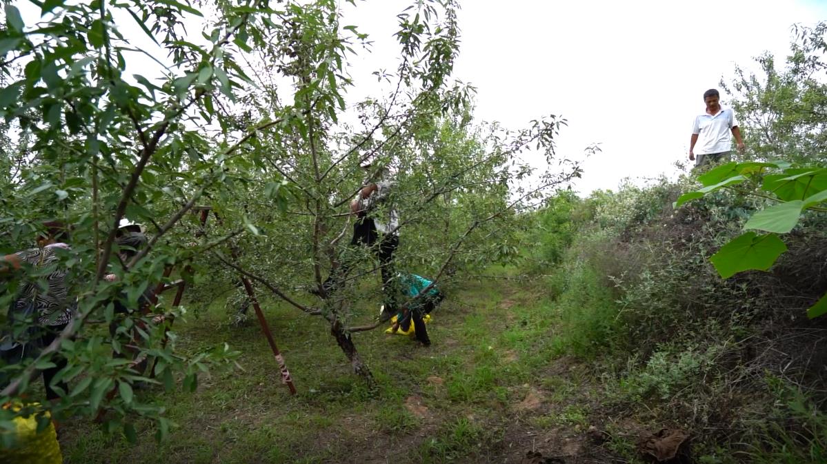 巴旦木樹(shù)苗多久能掛果，巴旦木畝產(chǎn)利潤(rùn)如何?